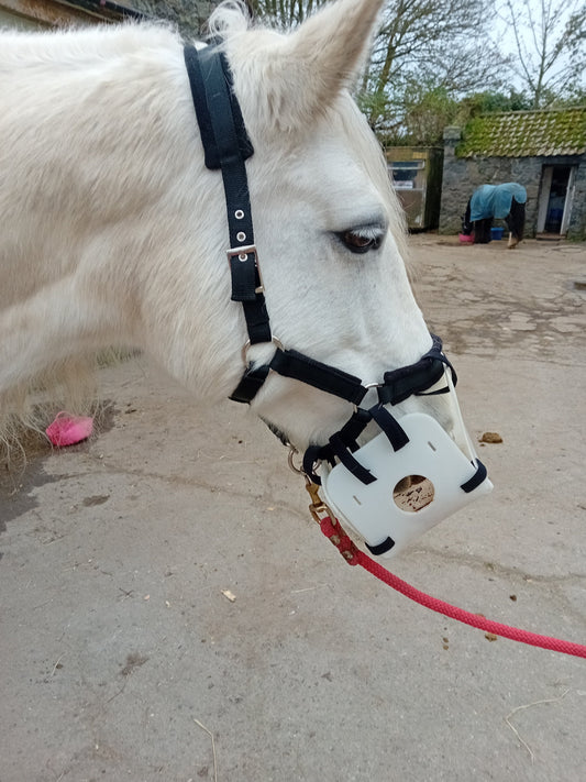 The LiteBite Horse Muzzle on Skye