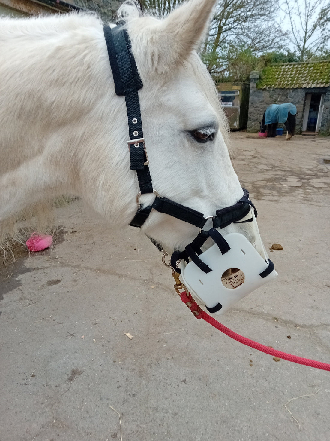 Litebite Horse Muzzle on Skye