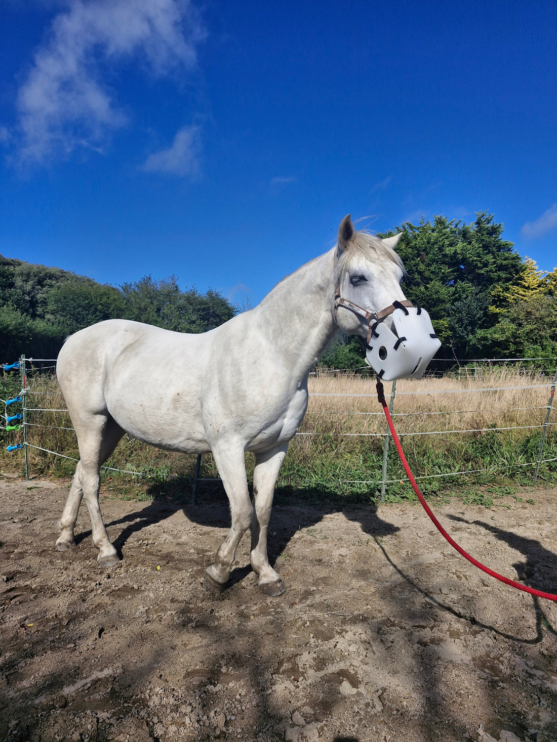 Is Your Horse Getting Fat?
