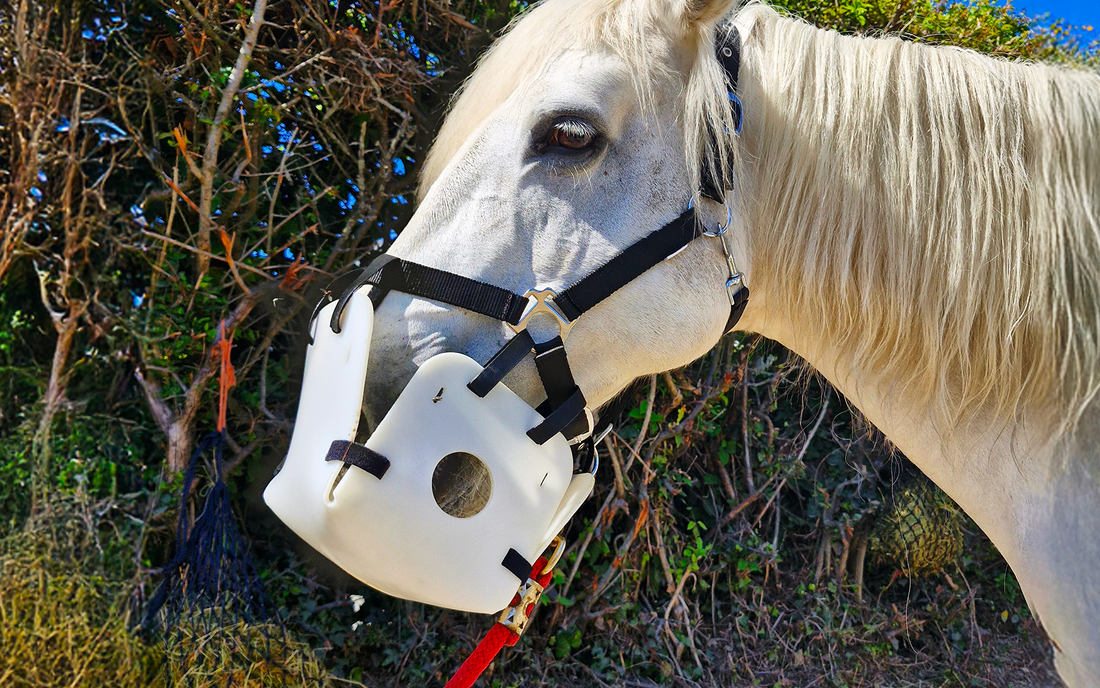 LiteBite Horse Muzzle on Skye