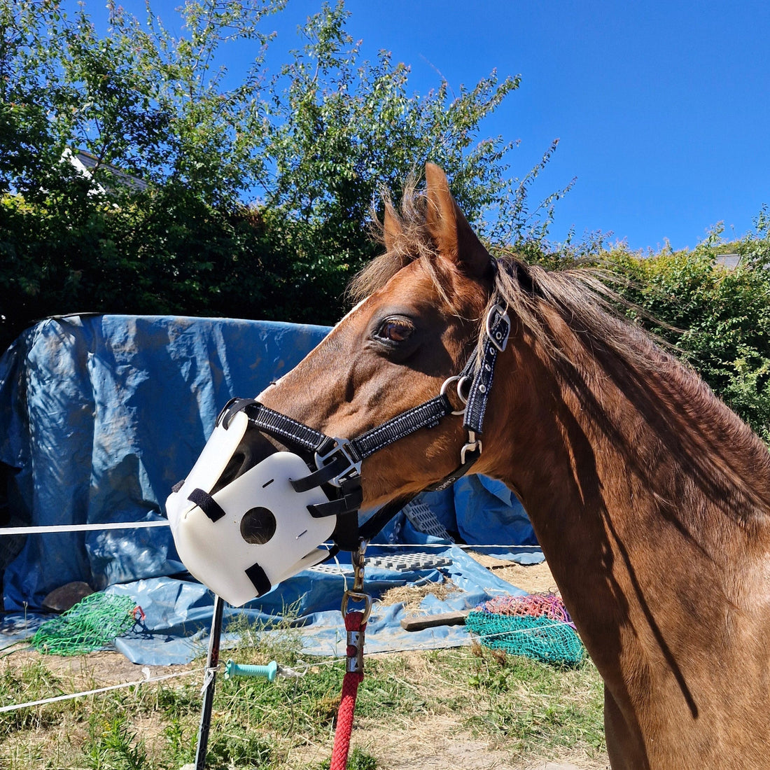 Horse wearing LiteBite grazing muzzle to reduce laminitis risk