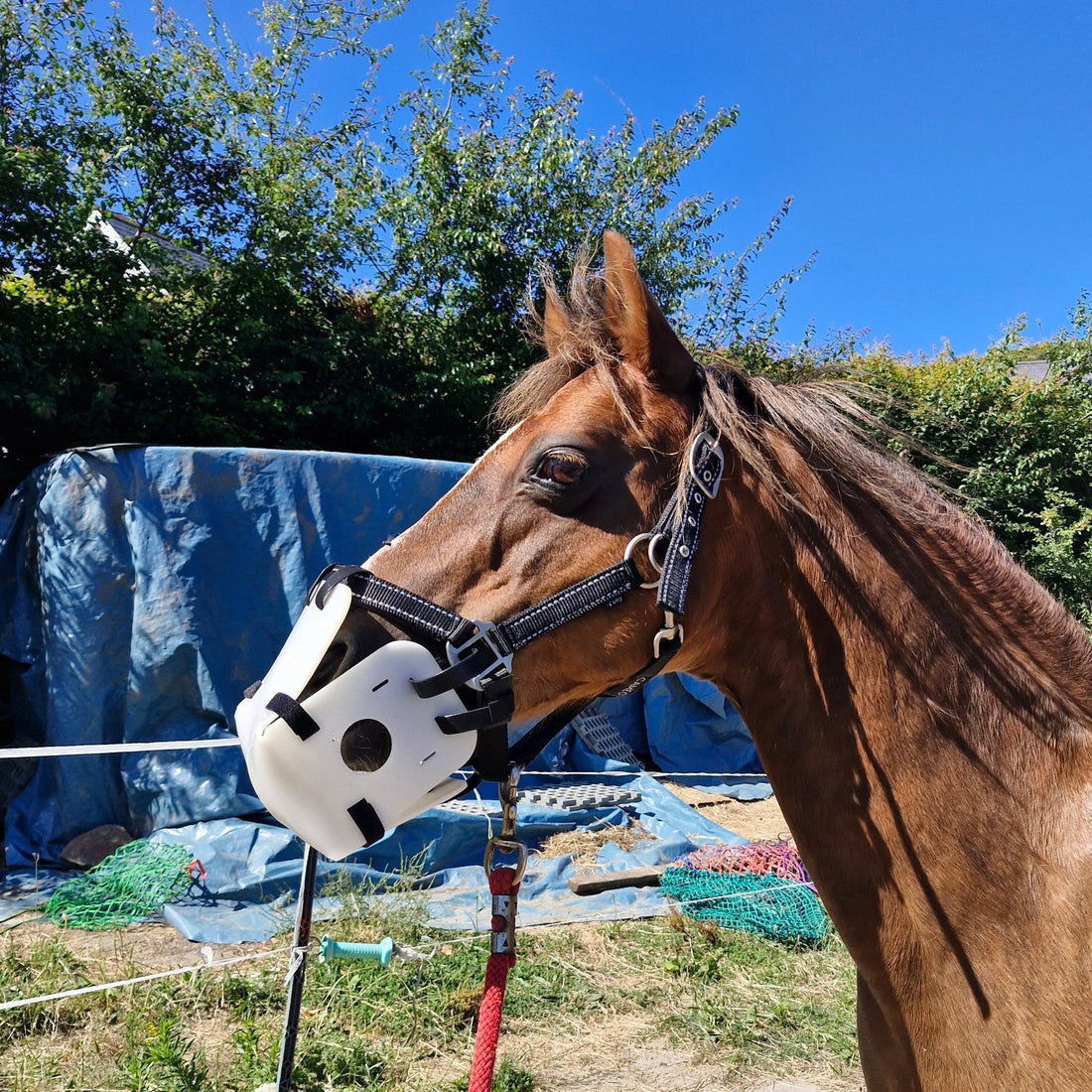 Litebite horse muzzle UK
