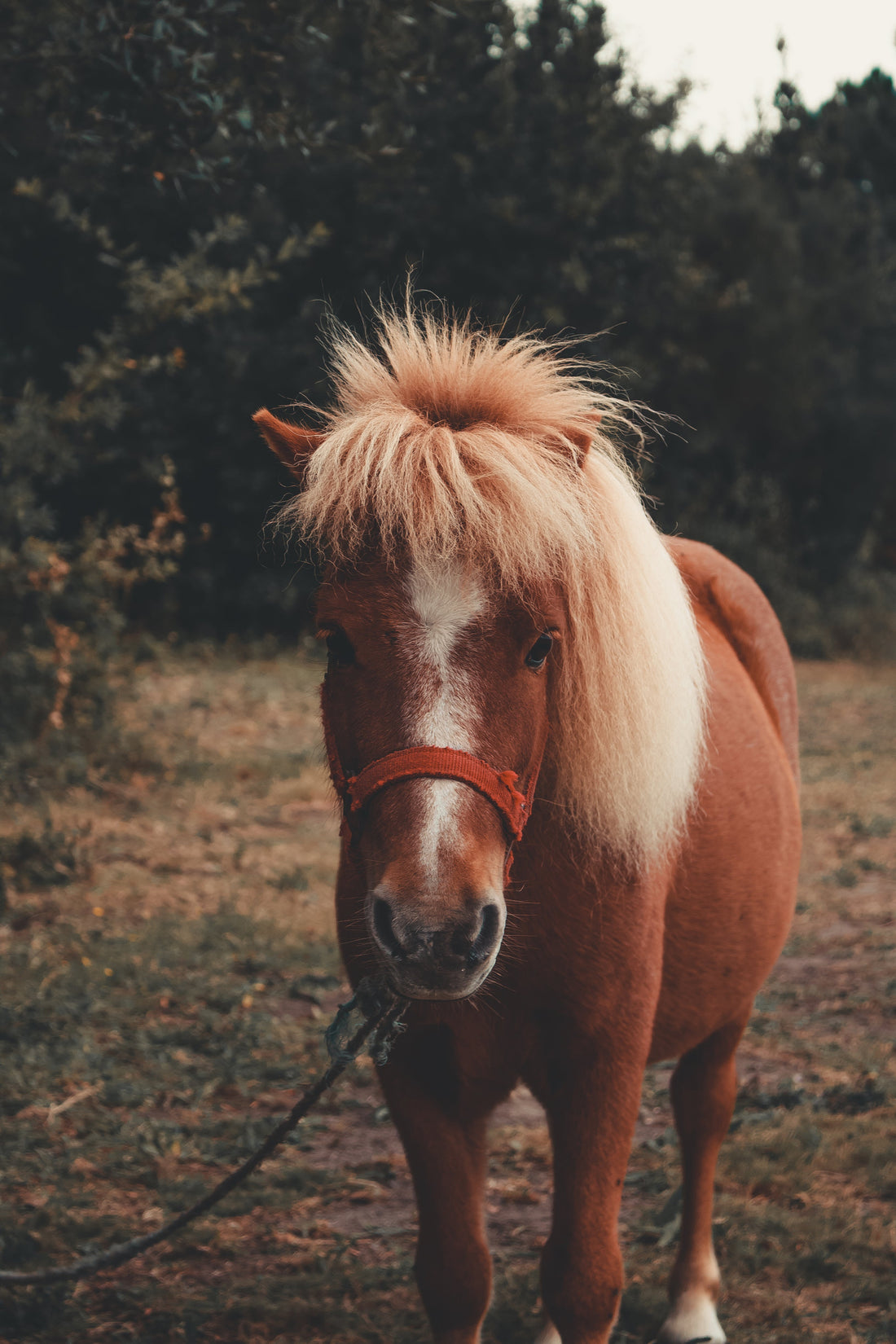 Is your horse too fat? LiteBite Horse Muzzle