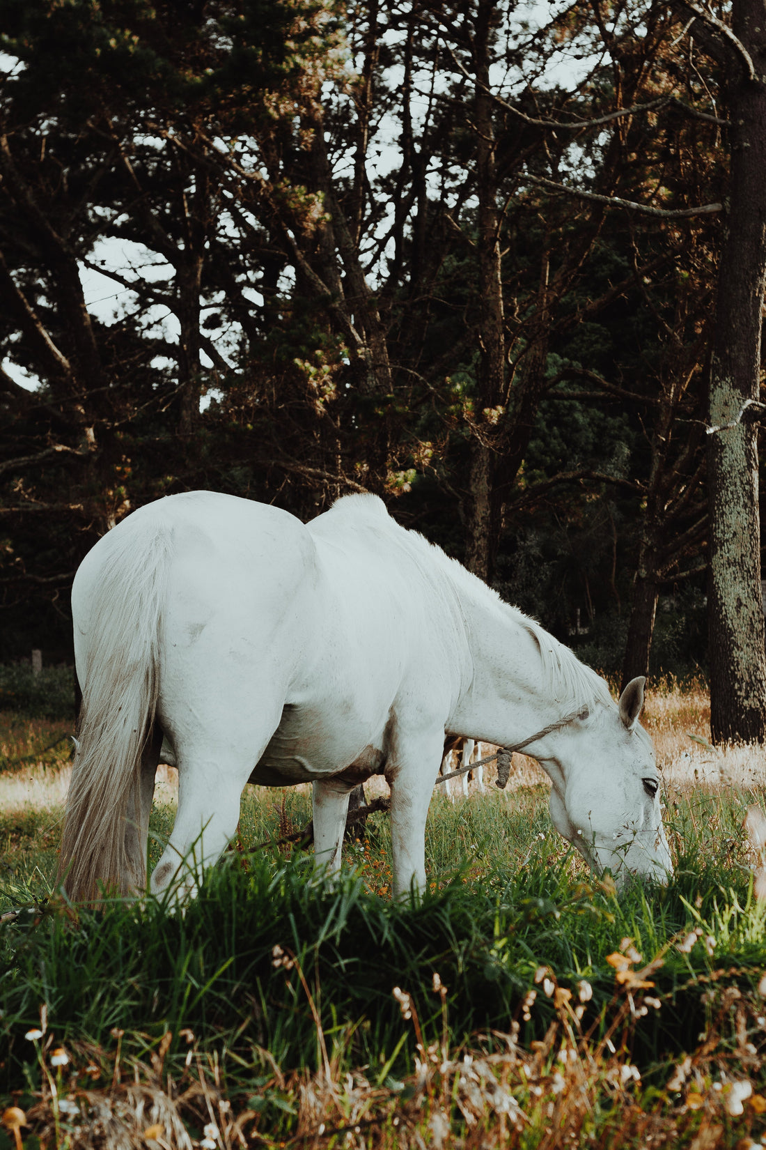 First Signs of Laminitis