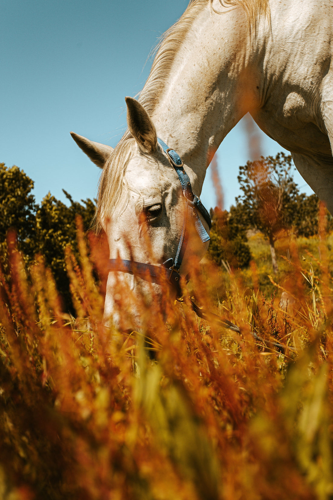Compare LiteBite Horse Muzzle