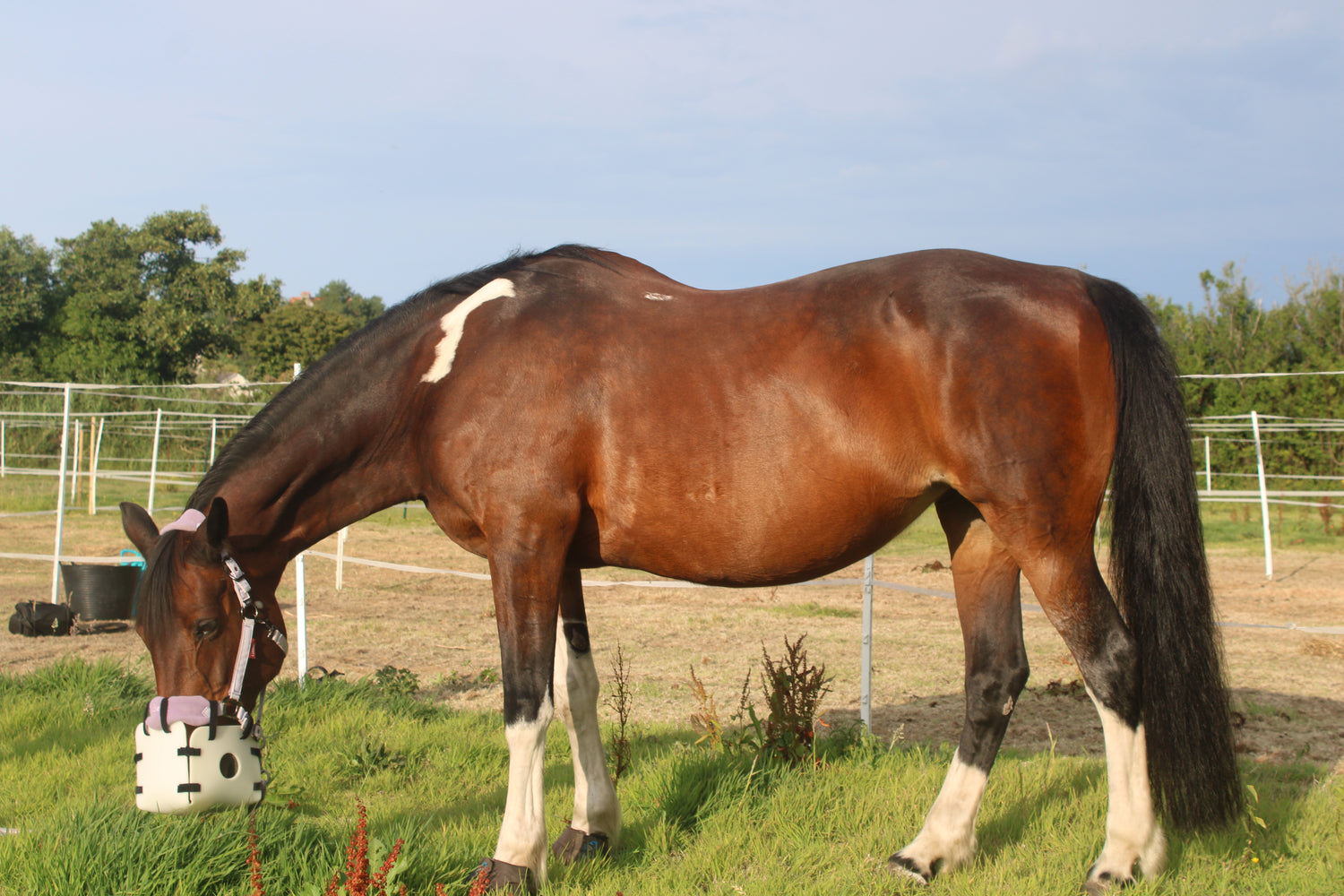 Brown horse with a white blaze eating from a hay feeder in a grassy field.