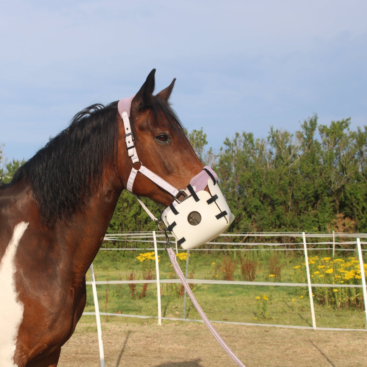 Brown horse wearing a white muzzle in an outdoor setting with trees and a fence.
