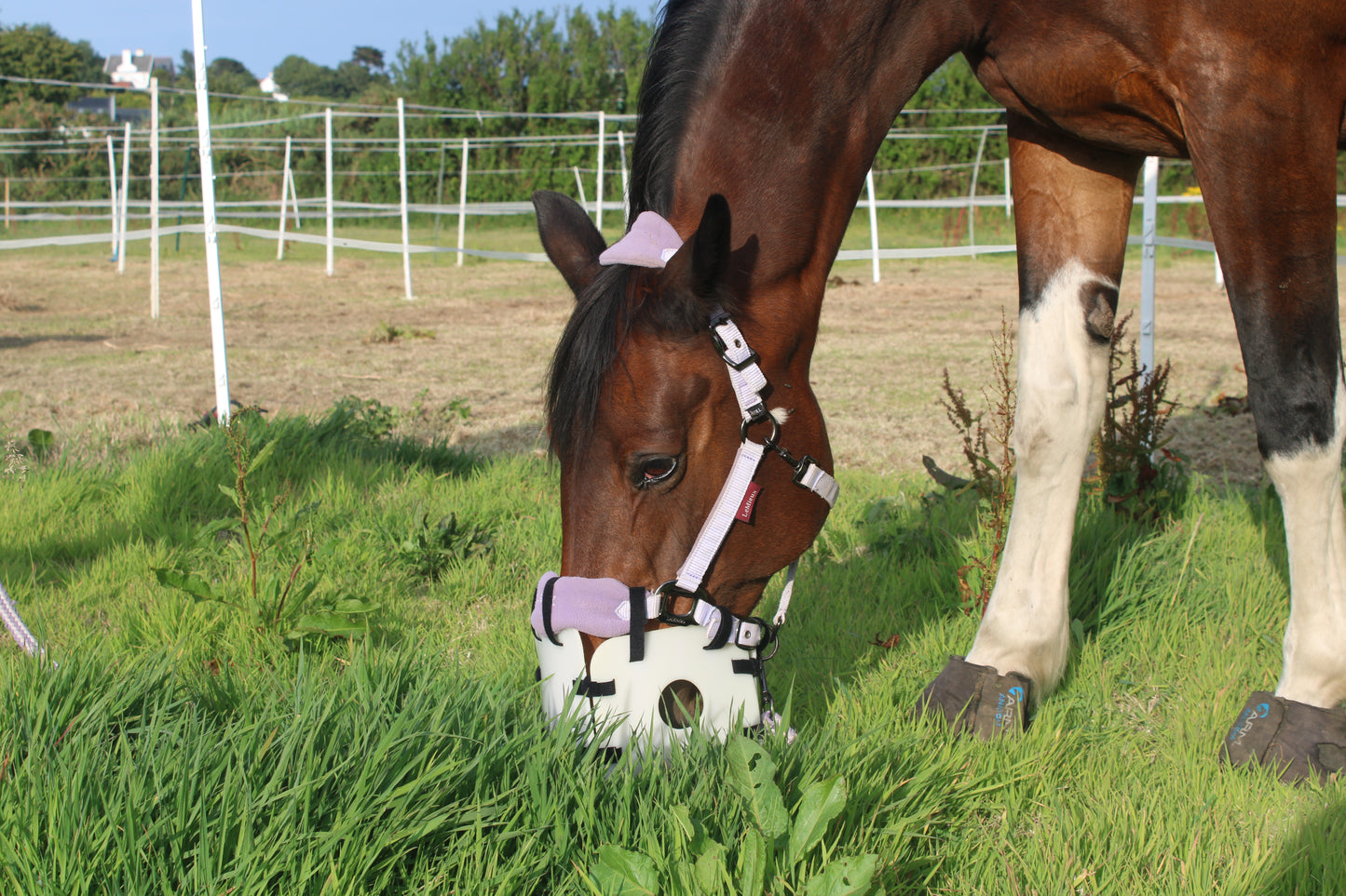 Horse eating grass in a fenced area with trees in the background