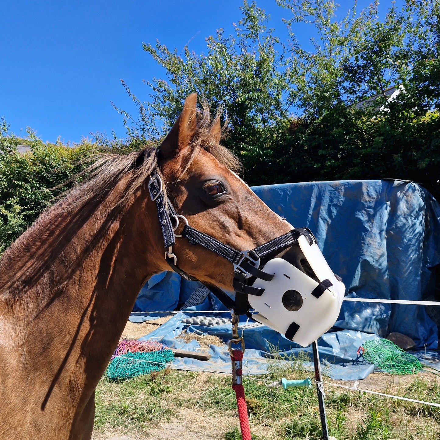 Brown horse wearing a bridle with a blue tarp in the background