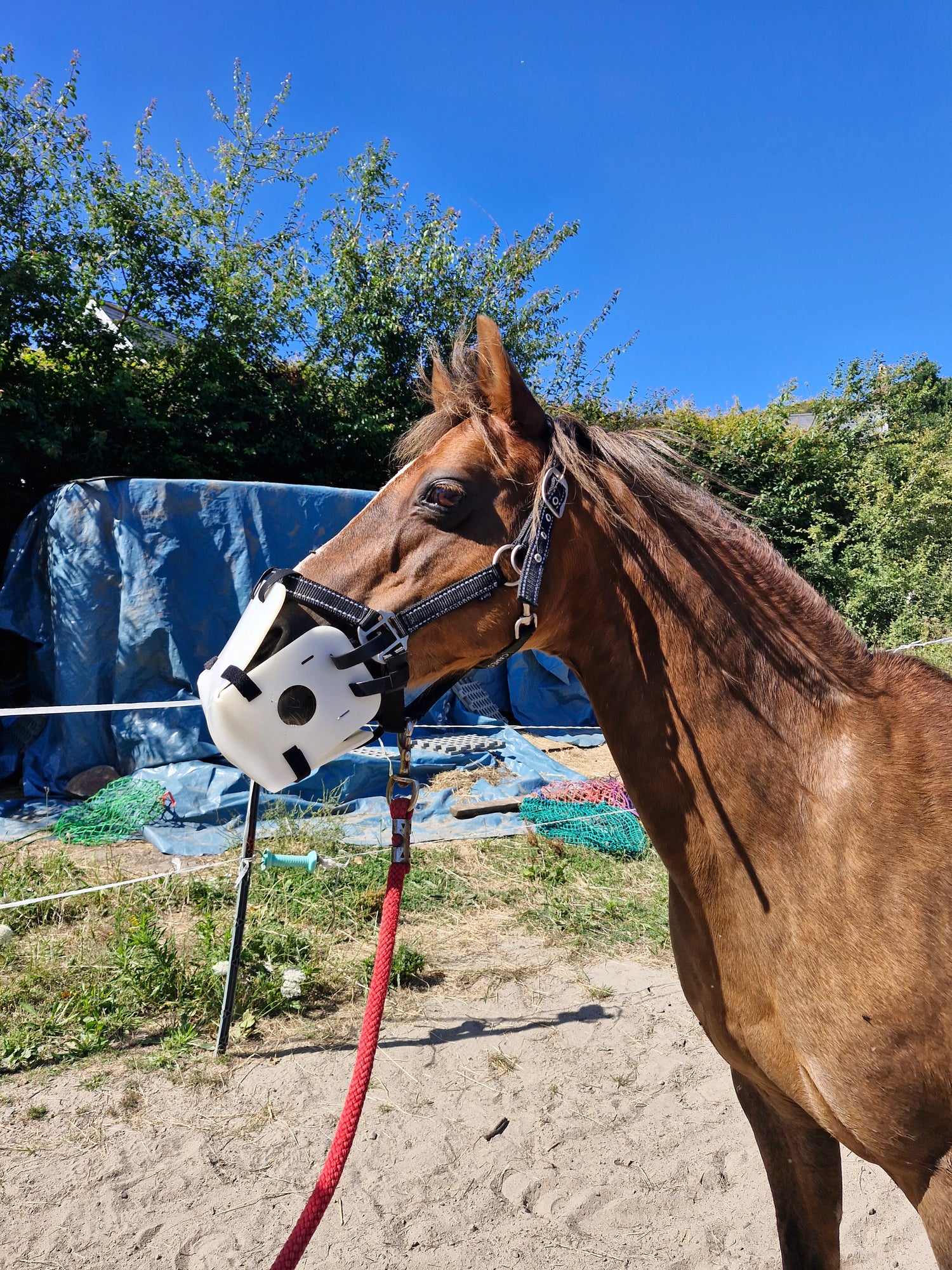 Brown horse wearing a bridle with a blue tarp in the background