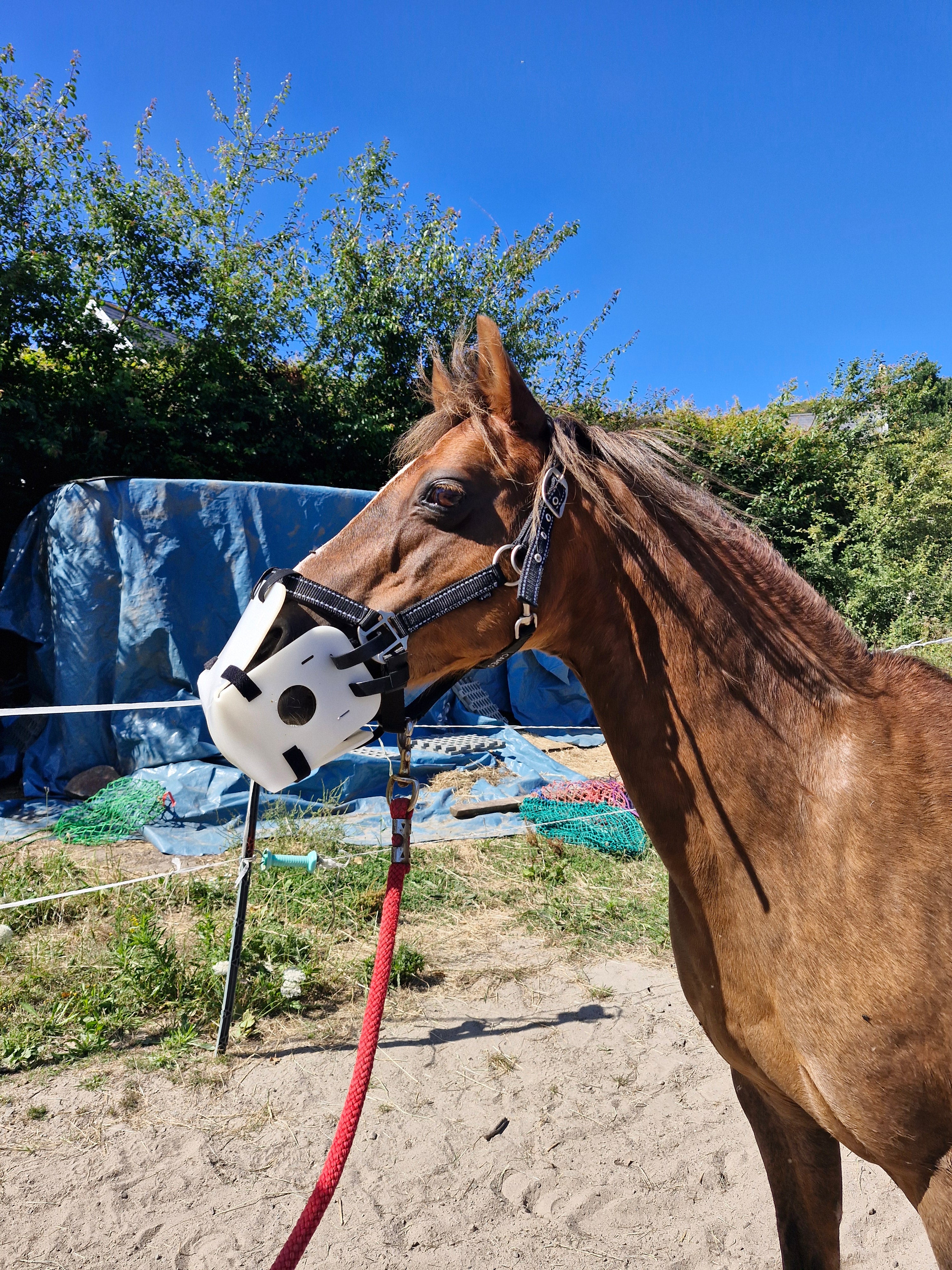 Brown horse wearing a bridle with a blue tarp in the background