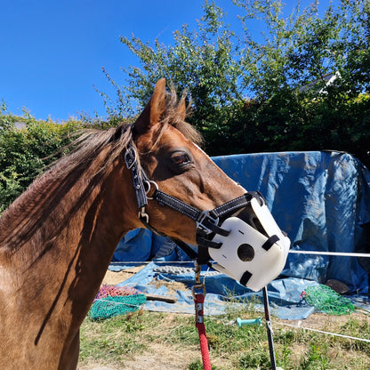 Brown horse wearing a bridle with a blue tarp in the background