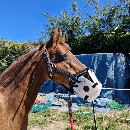 Brown horse wearing a bridle with a blue tarp in the background