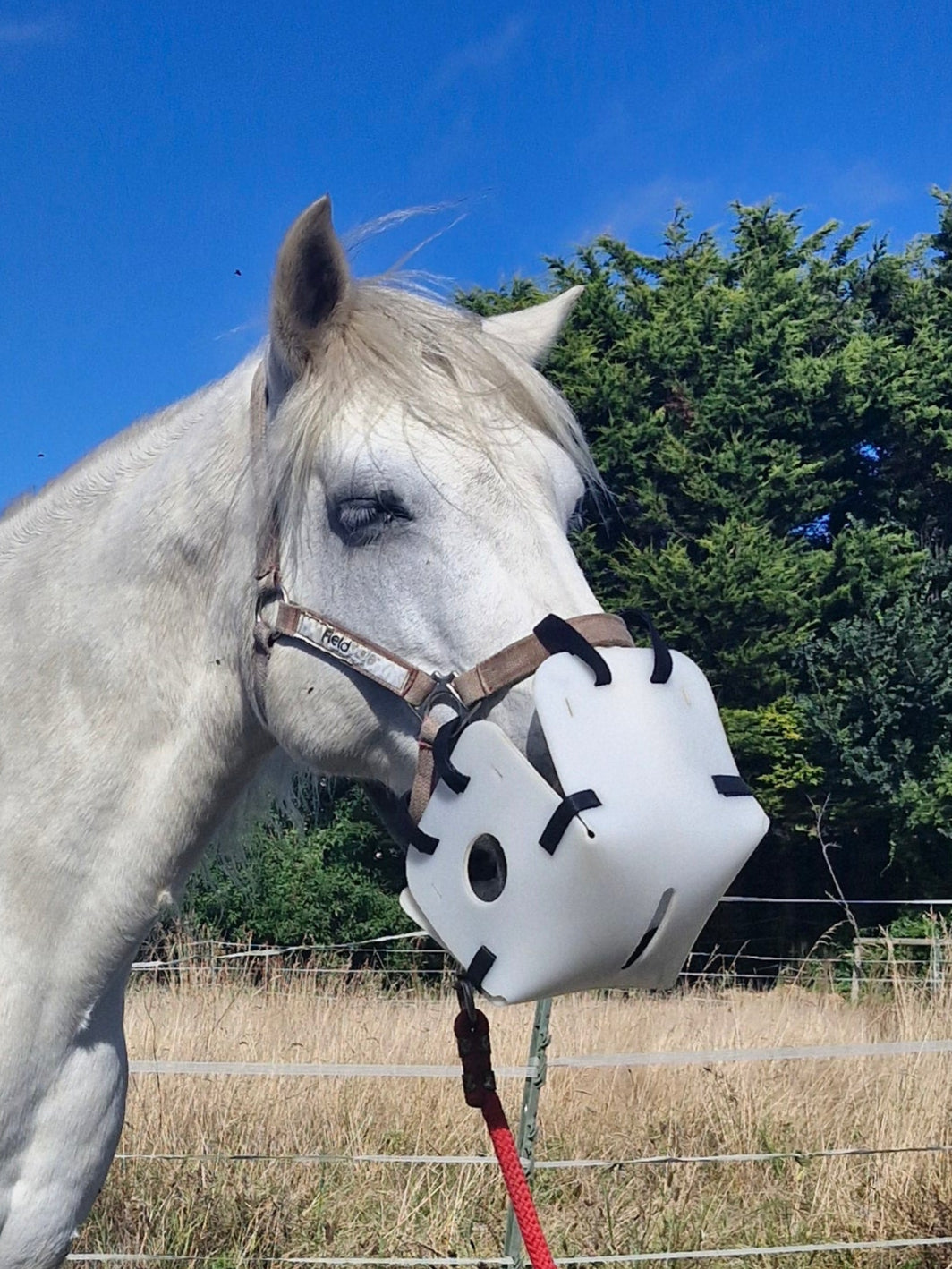 White horse on a leash in an outdoor setting with trees and blue sky.